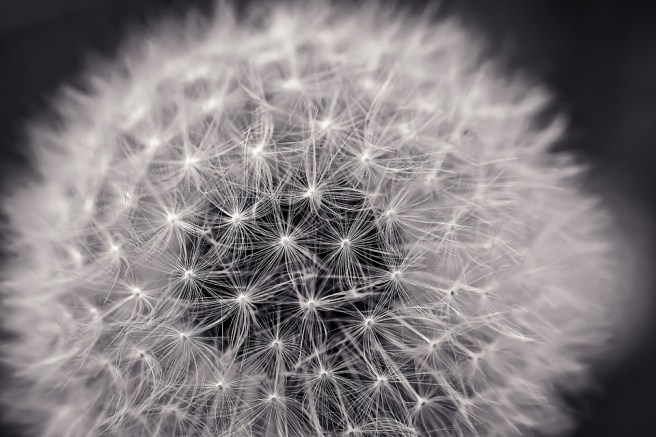 dandelion-2295441_960_720
